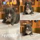 American Bully Puppies for sale in Knoxville, TN, USA. price: $2,000