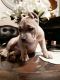 American Bully Puppies for sale in Charleston, SC, USA. price: $1,000