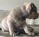 American Bully Puppies for sale in East Orange, NJ 07018, USA. price: $2,500