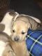 American Bully Puppies for sale in East Sparta, OH, USA. price: NA