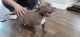 American Bully Puppies for sale in Moreno Valley, CA 92553, USA. price: NA