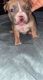 American Bully Puppies for sale in St Paul, MN, USA. price: $4,200