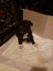 American Bully Puppies for sale in Binghamton, NY, USA. price: $350