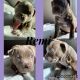 American Bully Puppies for sale in Elkton, MD 21922, USA. price: NA