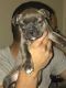 American Bully Puppies for sale in Tulsa, OK, USA. price: NA