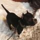American Bully Puppies for sale in Springfield, MA, USA. price: NA
