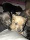 American Bully Puppies for sale in Hendersonville, NC, USA. price: NA