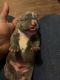 American Bully Puppies for sale in Memphis, TN, USA. price: $800