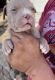 American Bully Puppies for sale in Adkins, TX 78101, USA. price: $1,500
