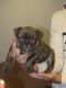 American Bully Puppies for sale in Hauppauge, NY, USA. price: NA