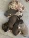 American Bully Puppies for sale in Idaho Falls, ID, USA. price: NA