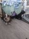 American Bully Puppies for sale in Waltham, MN 55982, USA. price: $1,000