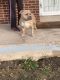 American Bully Puppies for sale in Colorado Springs, CO, USA. price: $2,000