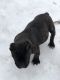 American Bully Puppies for sale in Murfreesboro, TN 37130, USA. price: $5,500