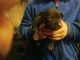 American Bully Puppies for sale in 9 Alden Pl, Millbrook, NY 12545, USA. price: $800