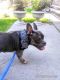 American Bully Puppies for sale in Bear, DE 19701, USA. price: $600