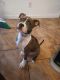American Bully Puppies for sale in El Paso, TX, USA. price: NA