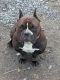 American Bully Puppies for sale in 211 NW Davis St, Portland, OR 97209, USA. price: NA