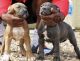 American Bully Puppies for sale in North Las Vegas, NV 89032, USA. price: NA