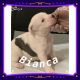 American Bully Puppies for sale in Stone Mountain, GA 30088, USA. price: NA