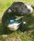 American Bully Puppies for sale in Brooksville, FL 34601, USA. price: $1,000