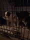 American Bully Puppies for sale in Adelanto, CA, USA. price: NA