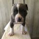 American Bully Puppies for sale in Grand Rapids, MI, USA. price: NA