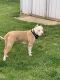 American Bully Puppies for sale in Wauseon, OH 43567, USA. price: NA