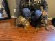 American Bully Puppies for sale in Winston-Salem, NC, USA. price: NA