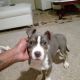American Bully Puppies for sale in Russellville, AL, USA. price: $500