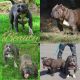 American Bully Puppies for sale in Clarksville, TN, USA. price: $4,000