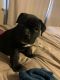 American Bully Puppies for sale in Syracuse, NY, USA. price: $1,700