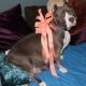 American Bully Puppies for sale in Buckeye, AZ, USA. price: NA
