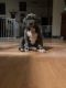 American Bully Puppies for sale in Okeana, OH 45053, USA. price: NA