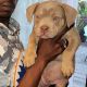 American Bully Puppies for sale in Fairfield, CA, USA. price: $3,500