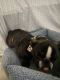 American Bully Puppies for sale in North Bergen, NJ, USA. price: NA