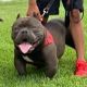 American Bully Puppies for sale in North Houston, Houston, TX, USA. price: NA