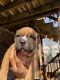American Bully Puppies for sale in Cleveland Heights, OH, USA. price: $1,500
