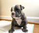 American Bully Puppies for sale in Manassas, VA, USA. price: NA