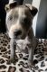 American Bully Puppies for sale in Brownfield, TX 79316, USA. price: NA