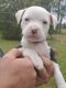 American Bully Puppies for sale in Bethune, SC 29009, USA. price: NA