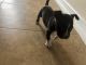 American Bully Puppies for sale in Miami Beach, FL, USA. price: NA