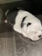 American Bully Puppies for sale in Westminster, CA, USA. price: $3,000