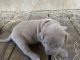 American Bully Puppies for sale in Valdosta, GA, USA. price: NA