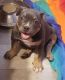 American Bully Puppies for sale in Carthage, MO 64836, USA. price: NA
