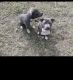 American Bully Puppies for sale in Princeton, NJ, USA. price: NA