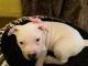 American Bully Puppies for sale in Rochester, NY, USA. price: $1,200