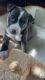 American Bully Puppies for sale in Denver, CO, USA. price: $800
