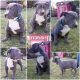 American Bully Puppies for sale in Pomona, CA, USA. price: $3,500