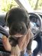 American Bully Puppies for sale in Winchester, VA 22602, USA. price: NA